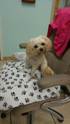 Thor, helping as front desk greeter at Paws in paradise