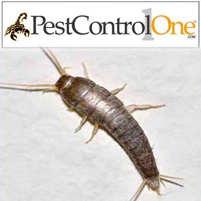 Pest Control One- Phoenix Silverfish Control