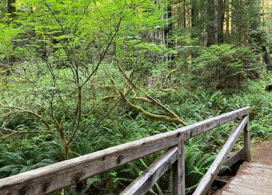 One of the wooden foot bridges along Skunk Cabbage Trail.