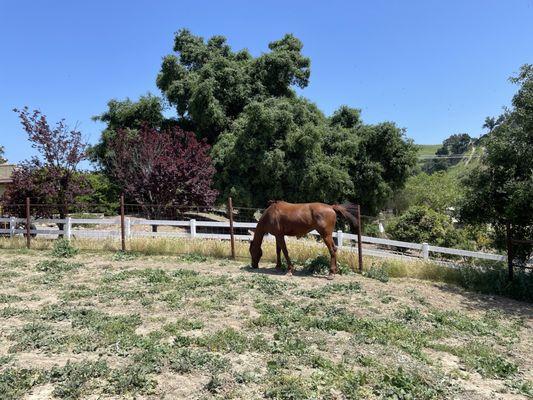 Aliso Ranch Stables