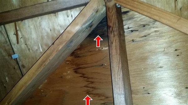 Obvious signs of a roof leak in the attic.