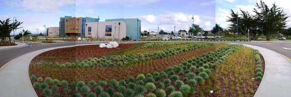 Cal State University Monterey Bay Planting 5th.  This large project had hundreds of drought tolerant native California plants