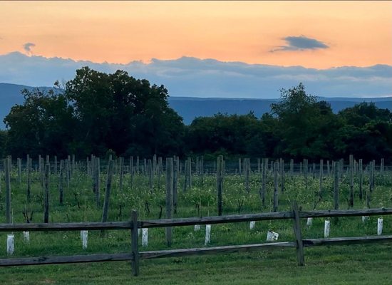 Vineyards