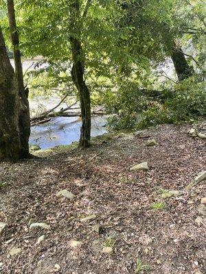 Fallen trees in river