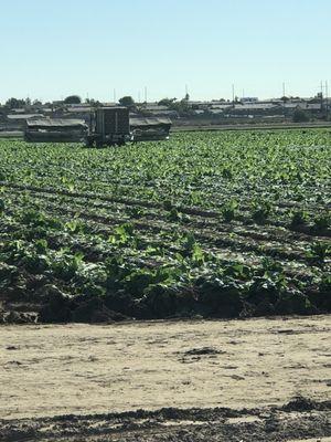 Picking crops