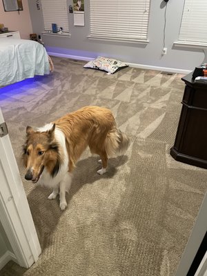 Master bedroom. Discoloration was previously in carpet.