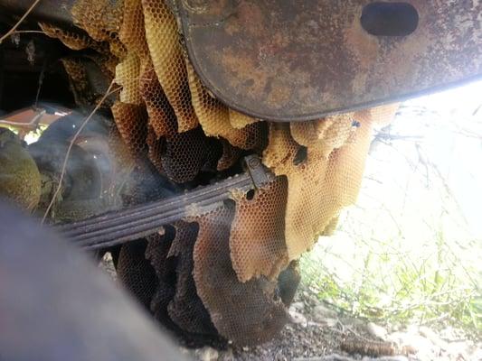 Bees under the bed of an old abandoned Truck. Later we Found the Core of the Hive in the rusted out Gas tank..