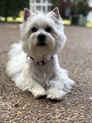 Heavenly Paws did a great job grooming my Westie.