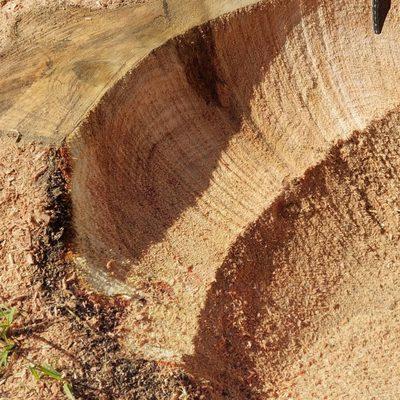 Grinding big Red Oak stump.