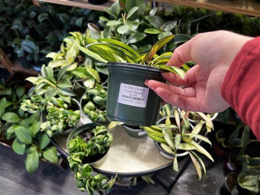 Small Hoya Wayetii & compacta.