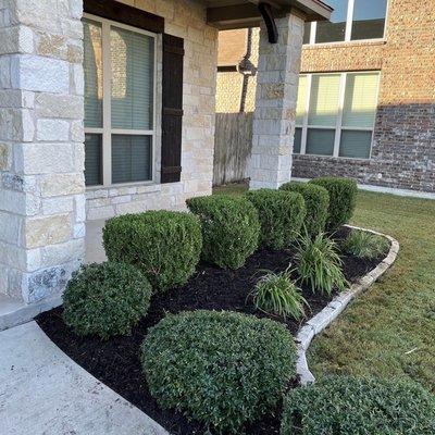 Freshly trimmed shrubs,fresh mulch laid into flower bed