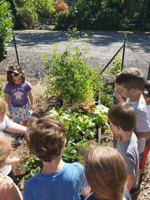 Growing our own food