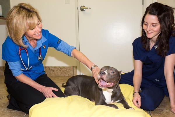 Acupuncture treatment and laser therapy available at Topaz Veterinary Clinic.