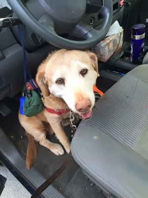 Dogs love coming with me in the truck - usually means they're coming home with me. (No, she didn't drive that day)