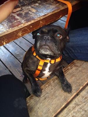 Moose hiding under the picnic table