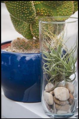 Air plants and cacti are a low-maintenance complement to any room or office.