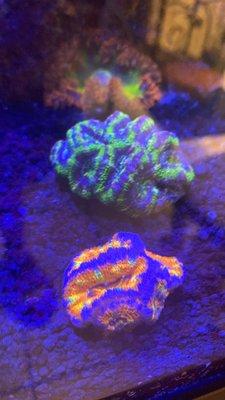 Acans