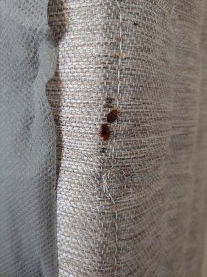 There are Vampires under your sofa (Bedbugs)