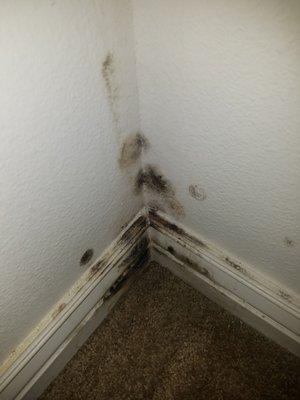 House FULL of mold, bathtub is rusted and unsafe. Door doesn't lock so we use knives