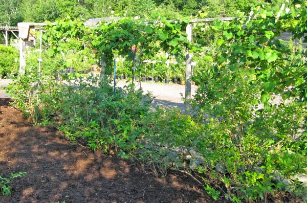 Fruit Garden (Blueberries & Grapes)  at Catskill Native Nursery in Kerhonkson NY