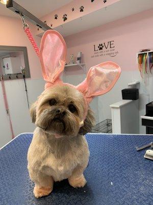 Love a good rabbit :).... Easter grooms are in full swing at Grooming by Karen.