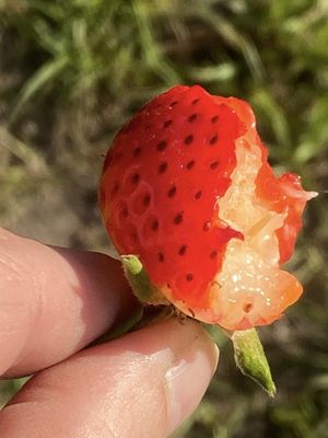 Fresh strawberry