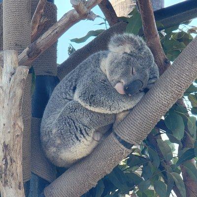 Koala