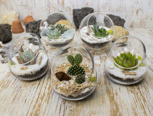 Mini Terrarium with cactus and succulents