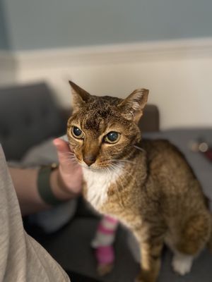 Cornell University College of Veterinary Medicine