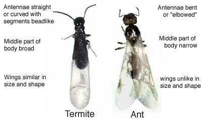 Termite vs. Ant - Which is which?