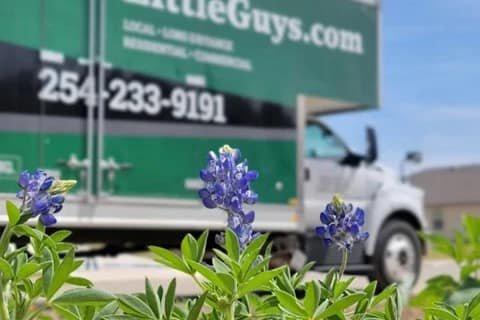 Bluebonnets!