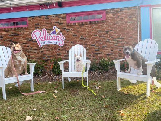 Dogs love Pelican's pup cups