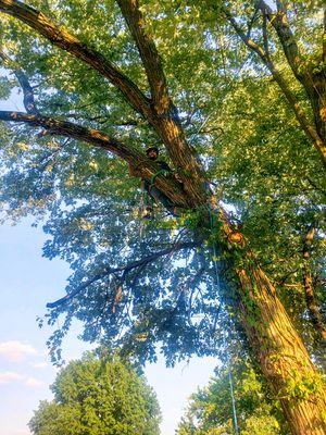 Tree Climbing