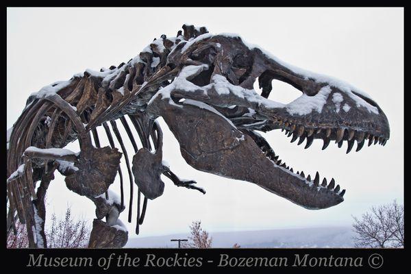 The Museum of the Rockies and Montana State University are great compliments to SW Montana Lifestyle.