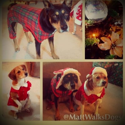 Merry Christmas and Happy Holidays from Matt Walks Dogs!