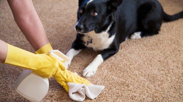 Got pet stains? No problem. Call us 703-672-3909.