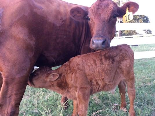 Healthy happy herd!