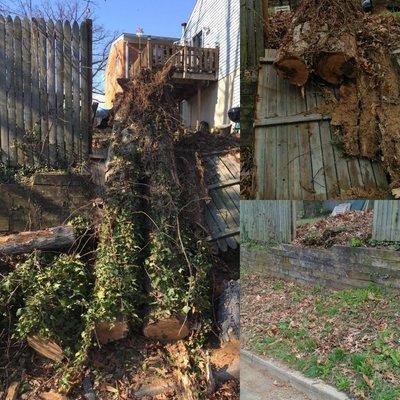 Tree that fell doing a storm that we removed