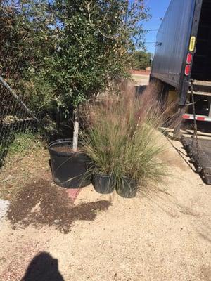 Purple fountain grass