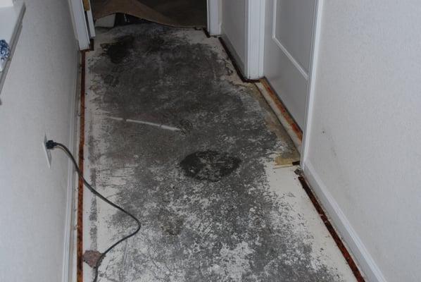 This is our floor after being flooded with raw sewage.  The apartment claimed that our apartment was fine to live.