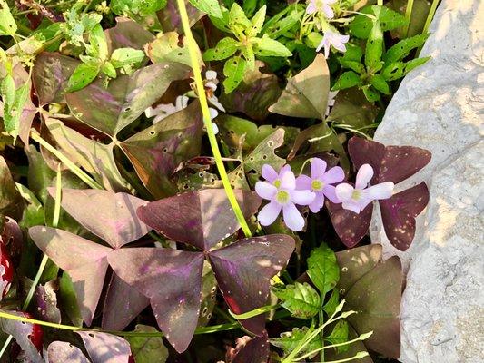 Oxalis