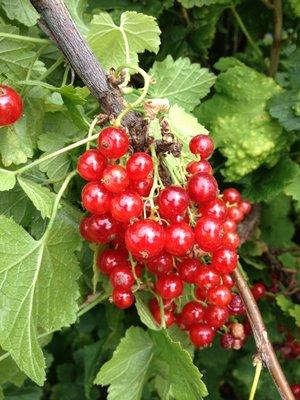 Red currants