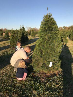 Cutting down the tree with daddy.