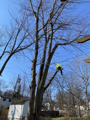 Bucks Tree Care & Landscaping