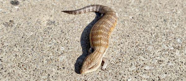 Karen. Adult female Northern blue tongue. "Classic" No specialty gene. Features reduced side banding