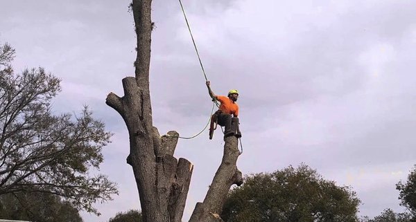 Our tree division on a tree removal of hazardous tree that was causing damage to a drain system and driveway from the root system.