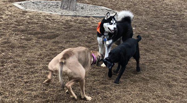 Tug of war w/ Dusty & a puppy w/ Kronos supervising