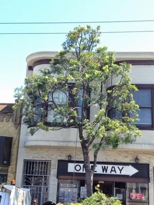 Prodocarpus, Daly City CA.