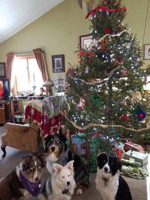 Christmas 2017- FFL Dogs