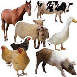 We can care for your barn yard animals.